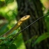 Uzovka stromova - Zamenis longissimus - Aesculapian Snake 6016